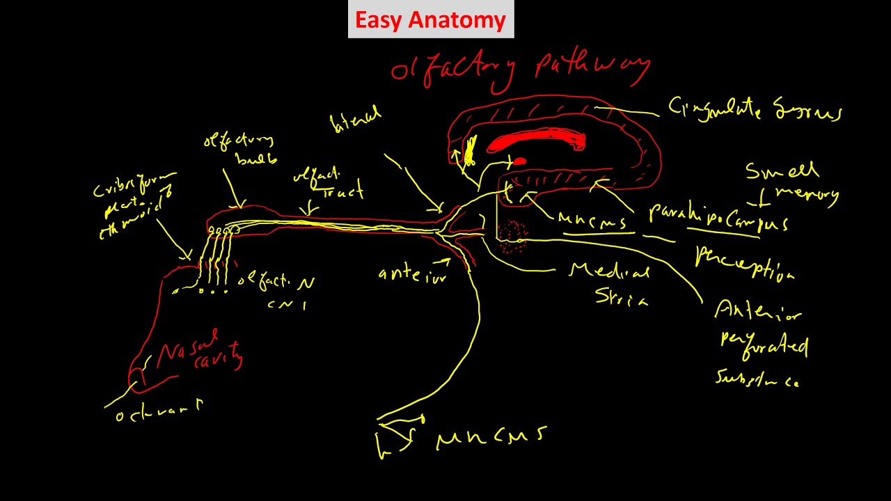 Olfaction Pathway