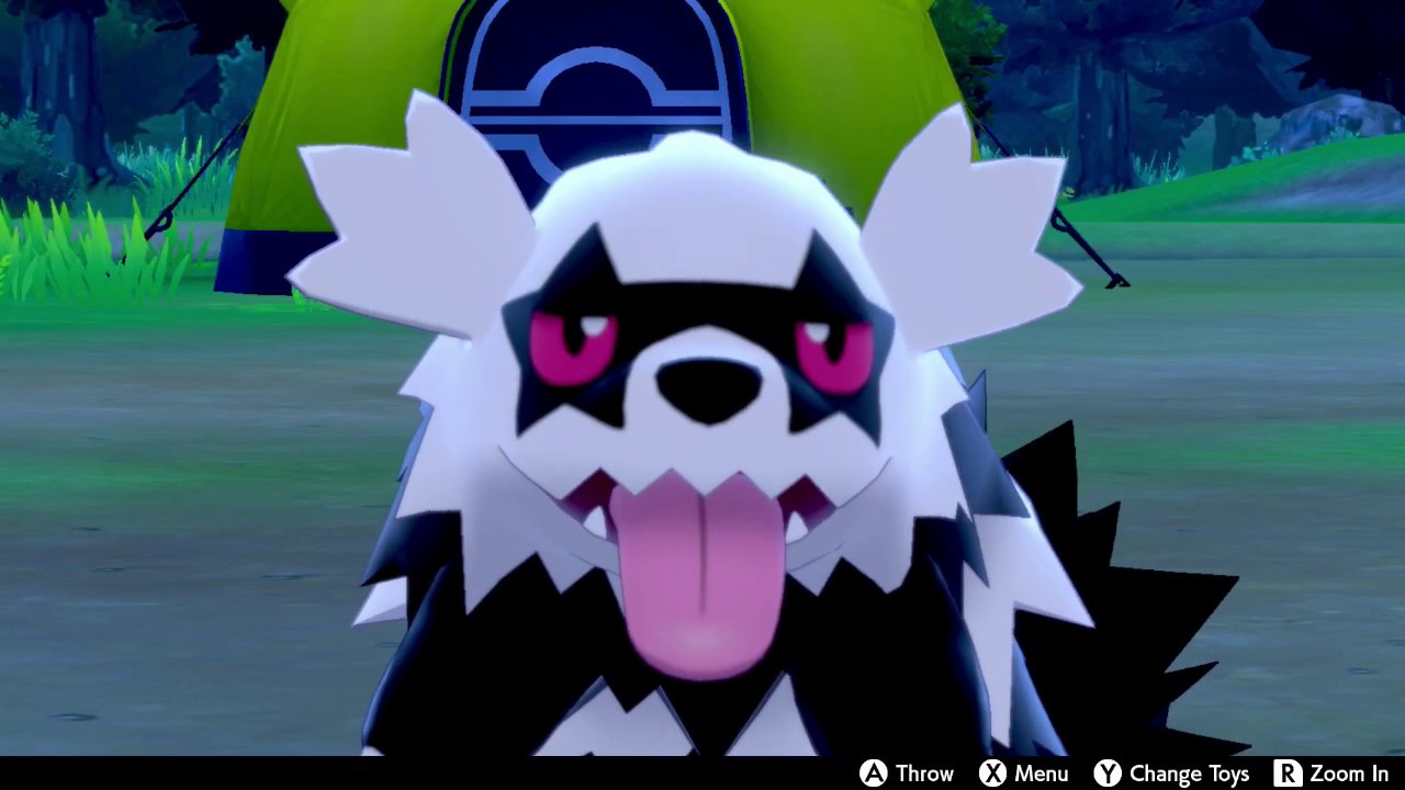 Galarian Zigzagoon In Camp - Pokemon Sword & Shield