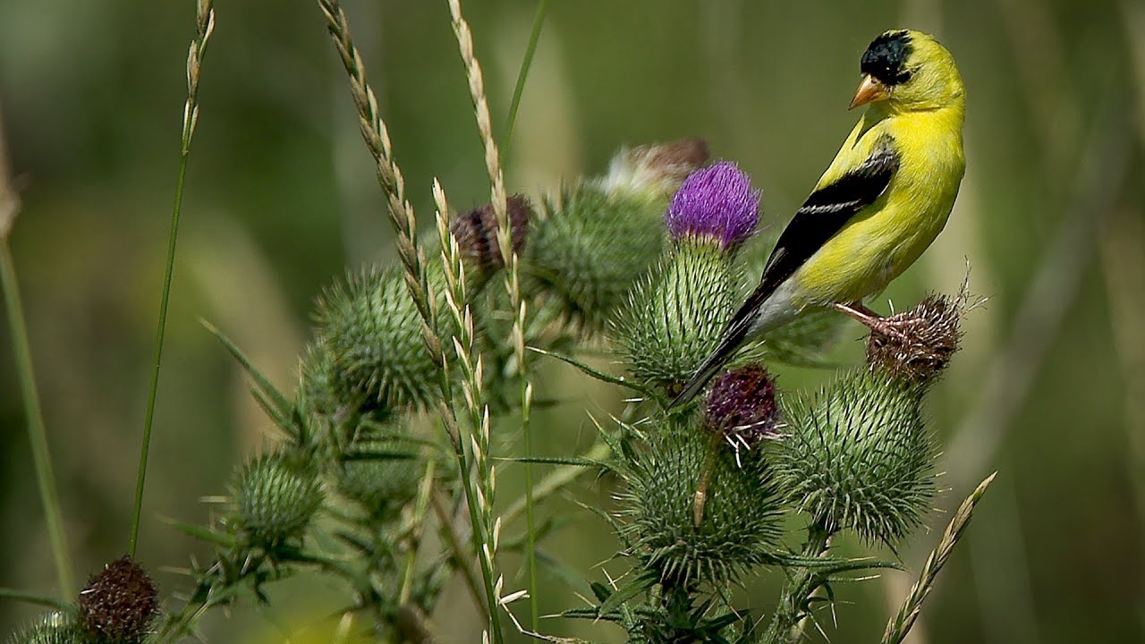 Montreal's bird population and its dwindling habitat