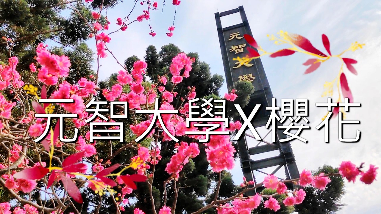元智大學x櫻花｜過年走春｜#新春快樂 sukura 吉野櫻｜中華民國(台灣) 台湾 대만 TAIWAN Đài Loan