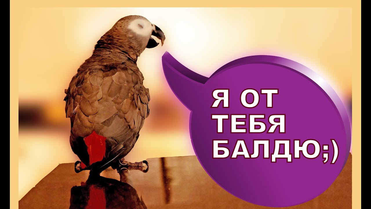 Попугай жако Петруня смеется над своим отражением🐦😂