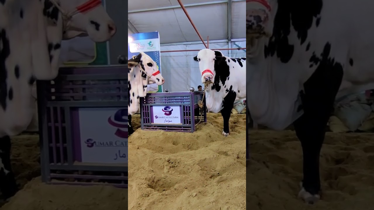 Pakistani Bel In Karachi |Karachi Cow Mandi |Pakistani Cow Video | Cows Videos | 