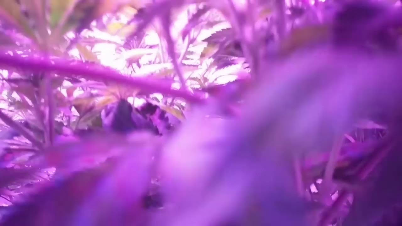 Flower Tips for Increased Yield for Cannabis