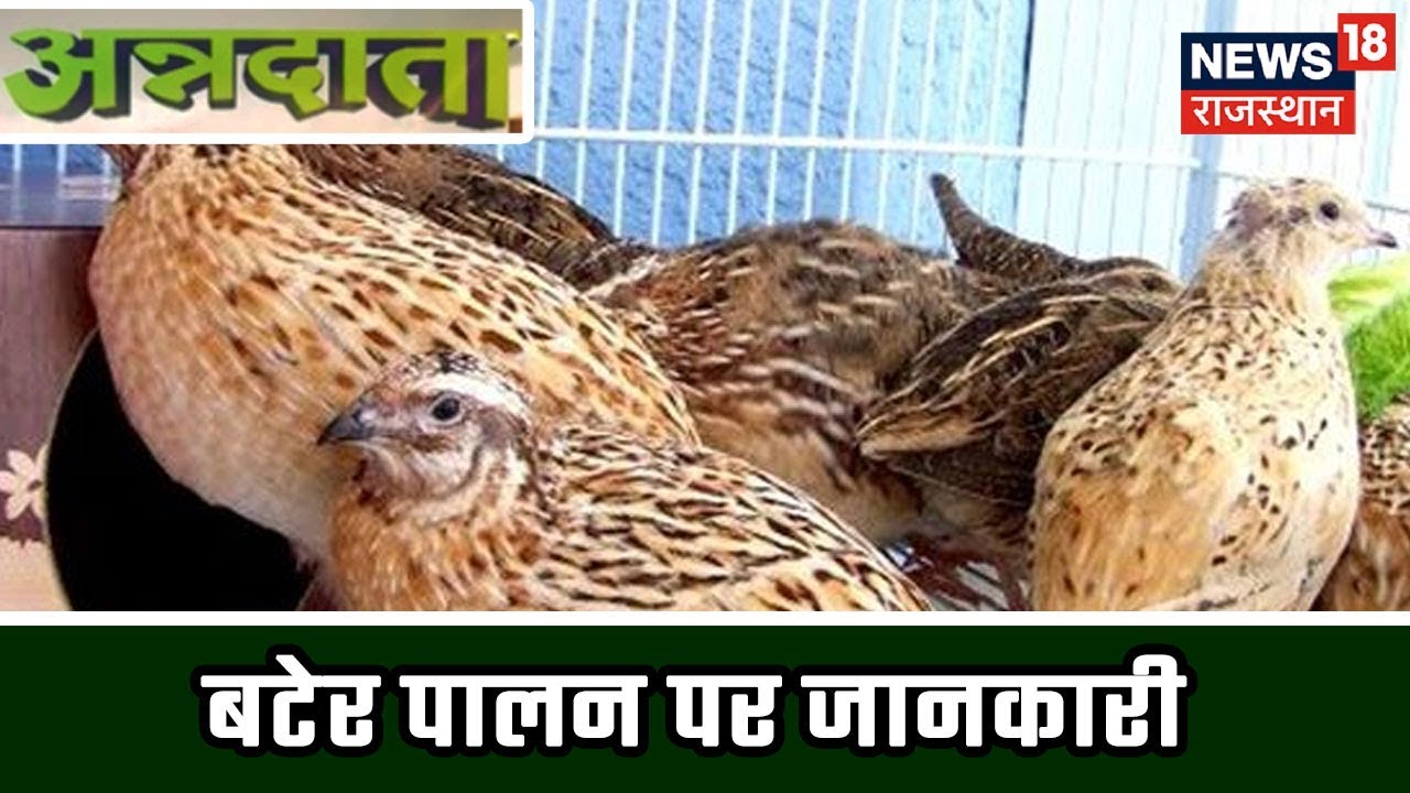 बटेर पालन पर जानकारी | Annadata | July 13, 2019