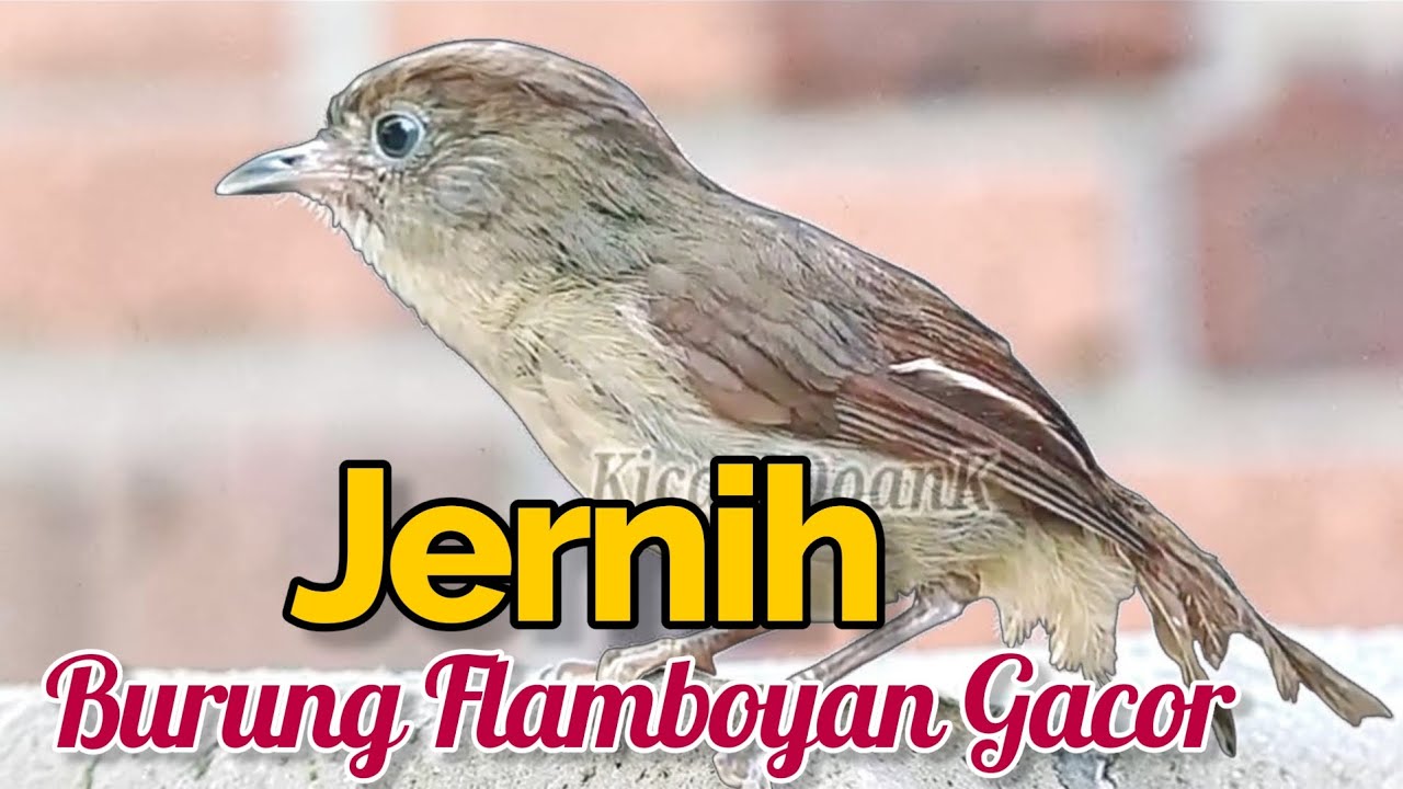 Untuk pancingan burung Flamboyan gacor