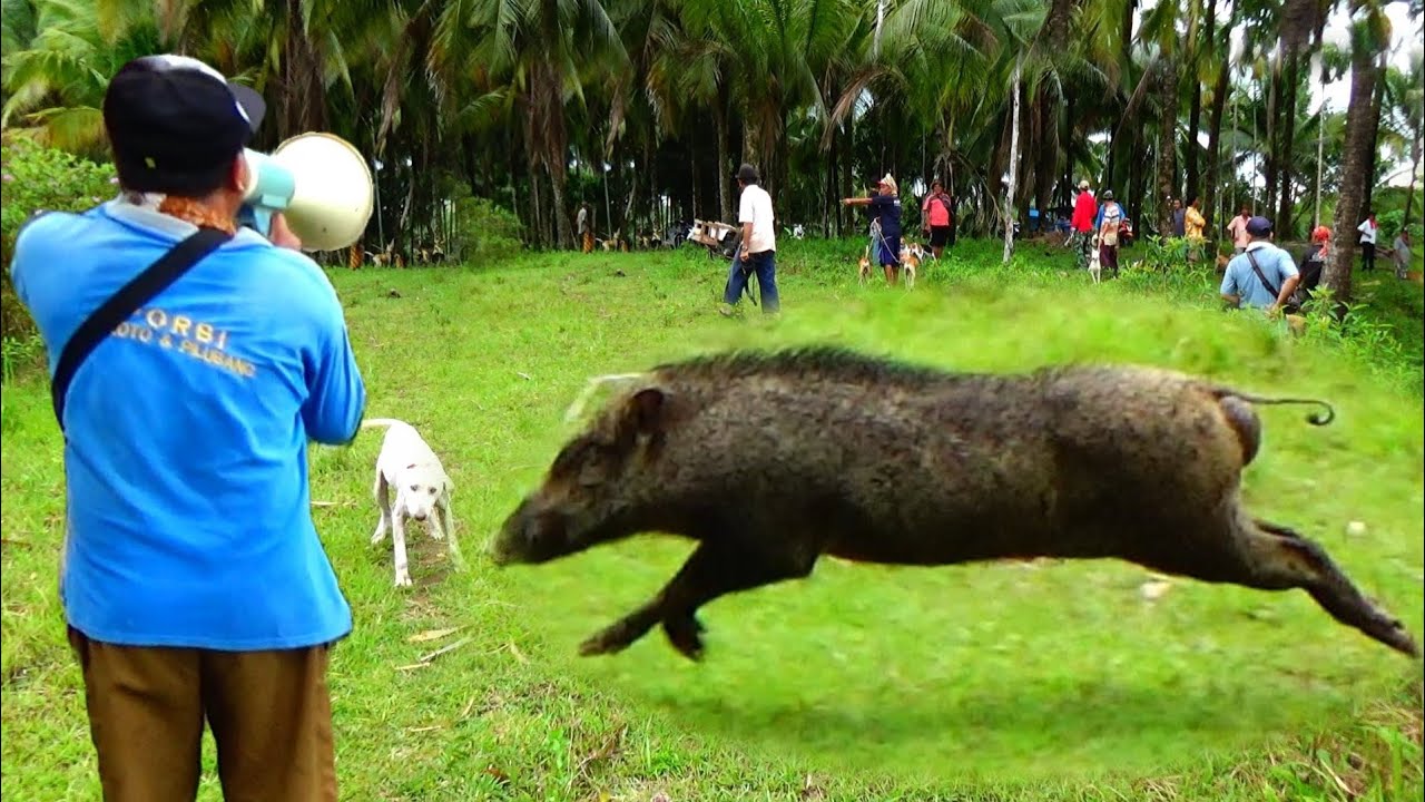 NGERIII❗KELUAR LAGI BABI MONSTER PENGHUNI KAMPUNG | Amazing |