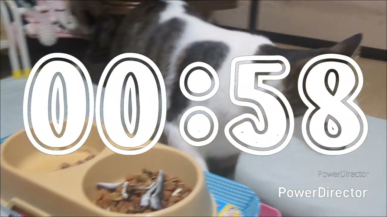 ニャアの夕食タイムトライアル(20260123)