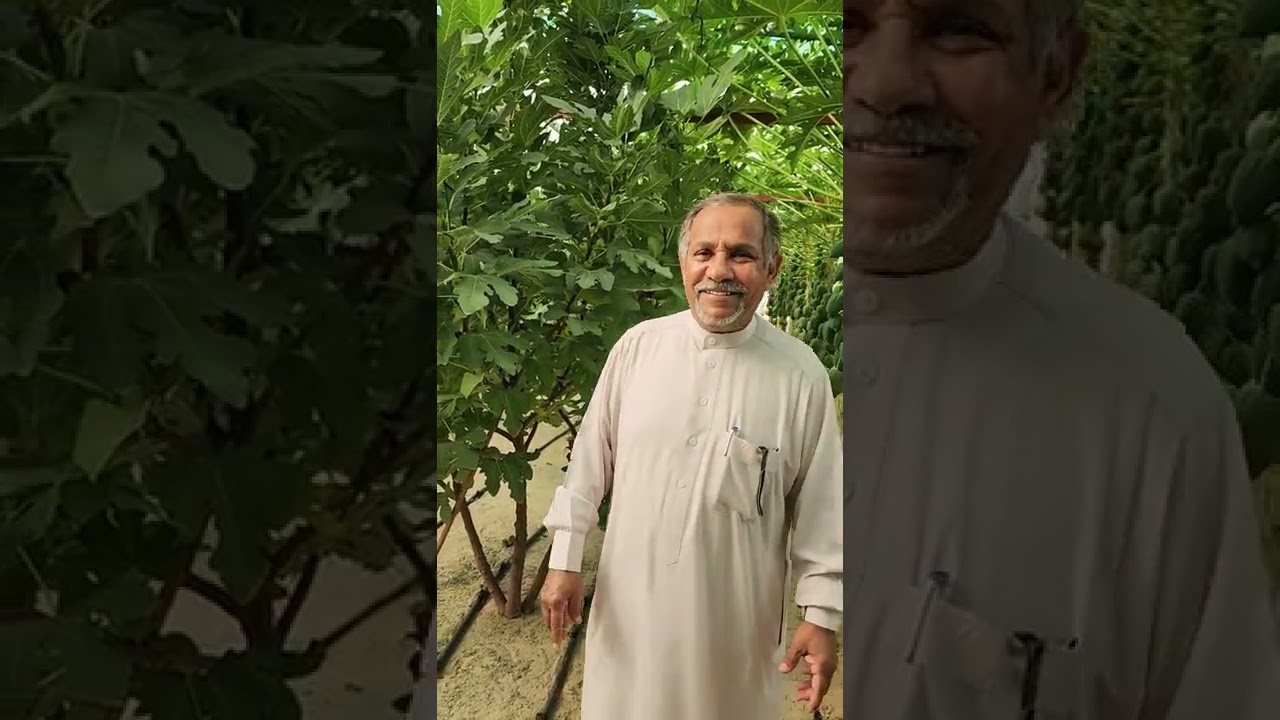 مع الاخ المزارع ابوحسين الزراع. وزراعة التين داخل البيت المحمي تصوير تاريخ ٣/١٢/٢٠٢٢