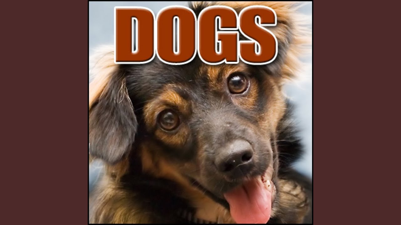 Animal, Dog - German Shepherd: Angry Barking, Dogs