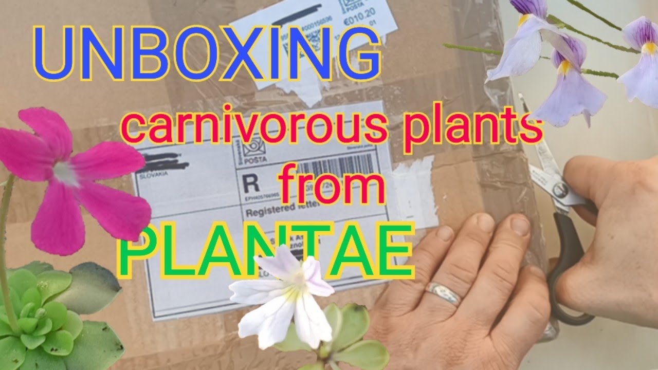 UNBOXING carnivorous plants from PLANTAE