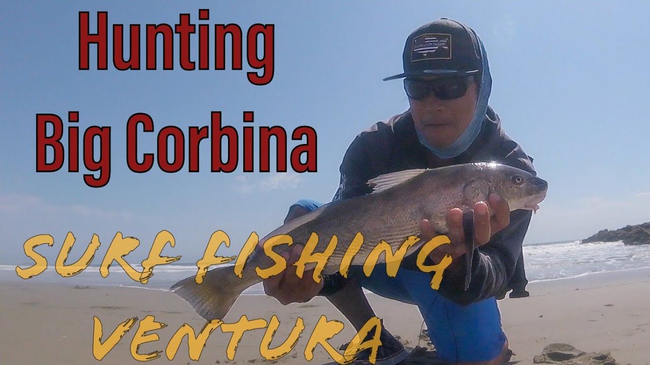 SURF FISHING Ventura [First Time!] - Hunt for Big CORBINA