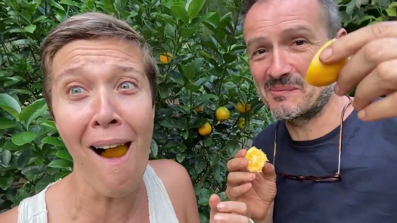 Calamondin