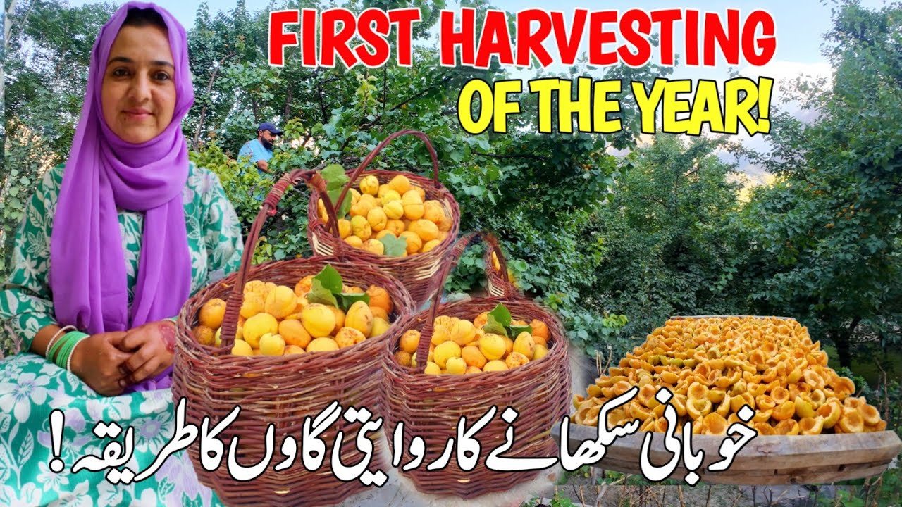 First Apricot Harvest of the Year | How We Dry It in Our Village | Village Vlog | Gilgit Baltistan