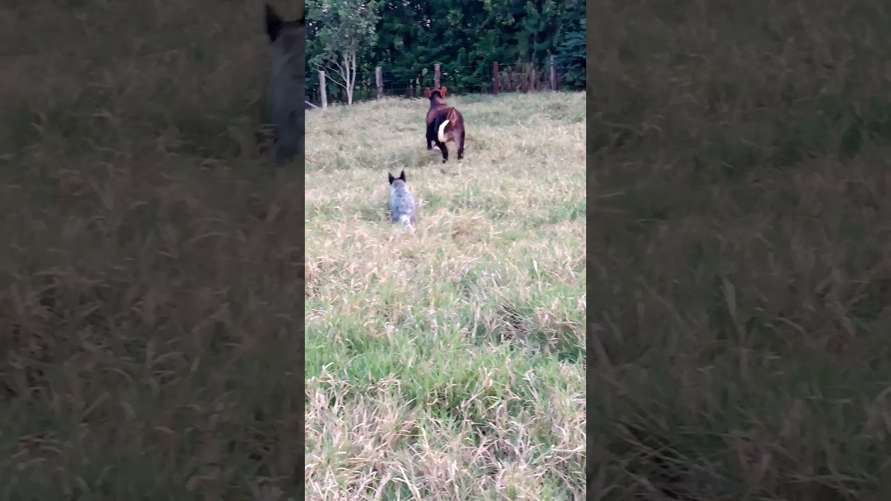 Blue Heeler Filhote Iniciando trabalho na lida