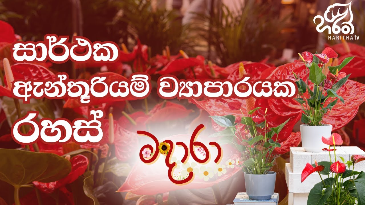 සාර්ථක ඇන්තූරියම් වගාවක රහස් | Anthurium | Haritha Tv | Madara
