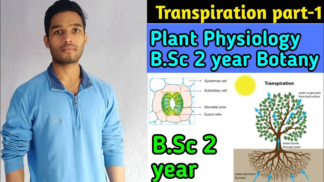 Transpiration in Plants / B.Sc 2 year Botany/ Plant physiology and Biochemistry