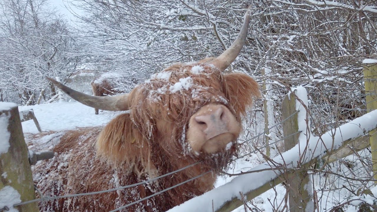 Highland Cows in the snow in Glasgow, Scotland | 4K, Binaural Audio