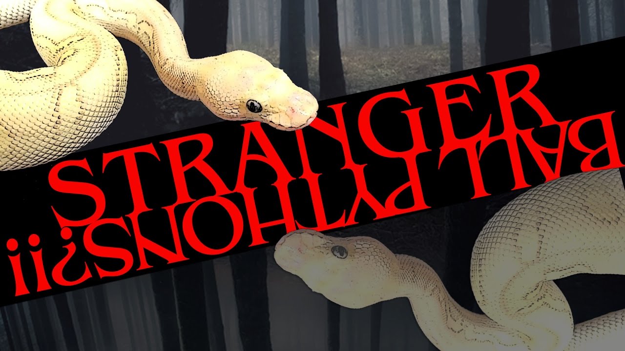 The STRANGER Ball Python Project - Morphs 101