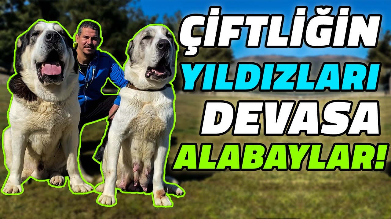 ГИГАНТСКИЕ СОБАКИ ИЗ СРЕДНЕЙ АЗИИ | ОНИ - ЛУЧШИЙ СУПЕРИОР НА ВЫСТАВКЕ!