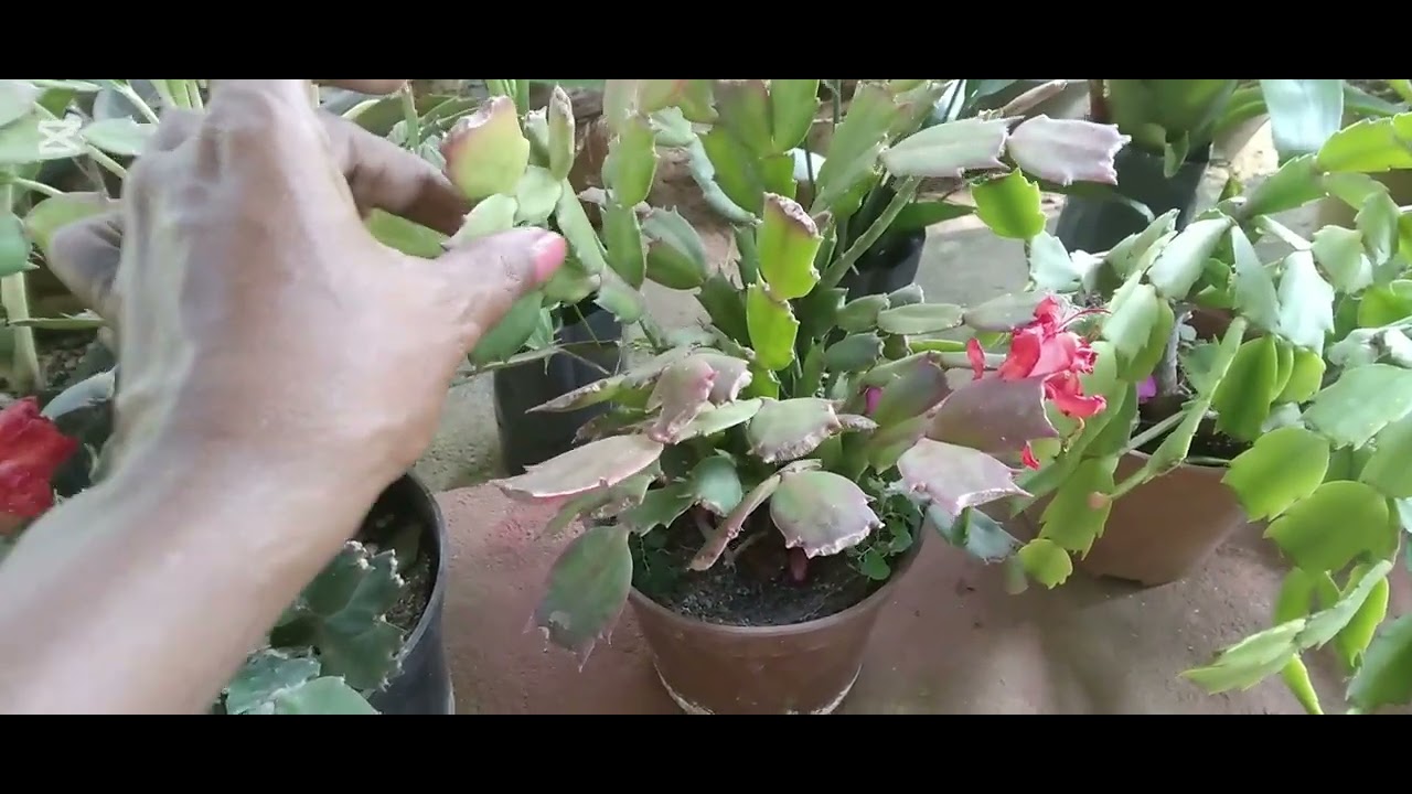 Christmas cactus වලට අසඅයට ඔන්න මම අරගේන අවා පැල ටිකක්...