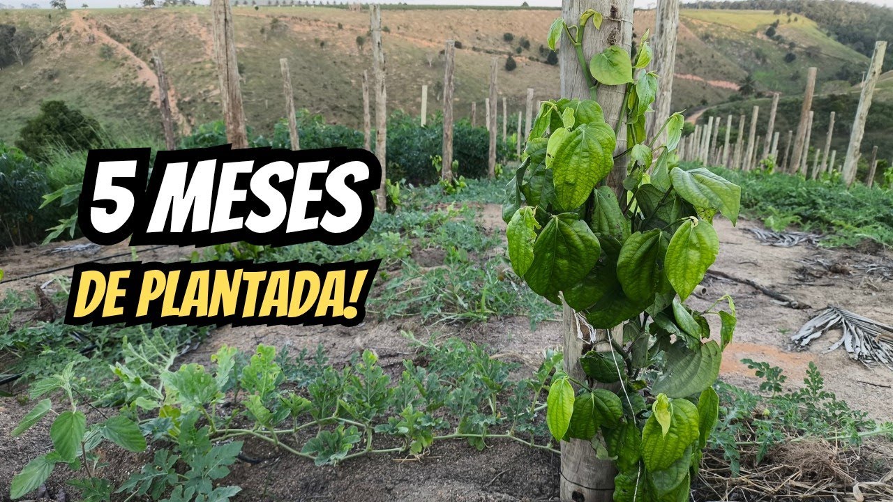 PIMENTA DO REINO com 5 meses de plantada!