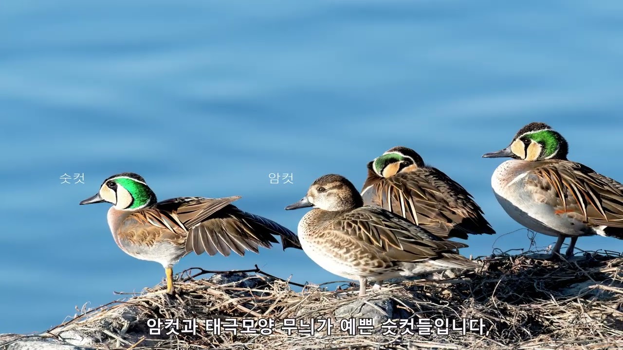 [Prince의 생태사진여행] 가창오리 군무