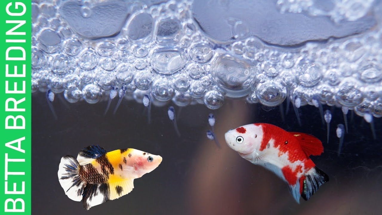 8 DIY STEPS -COMPLETE BETTA BREEDING TUTORIAL FOR BEGINNERS