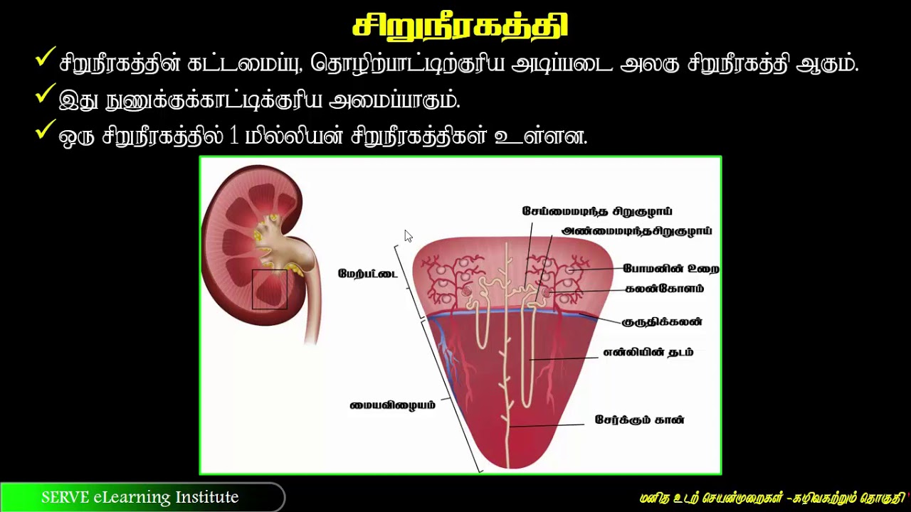 Grade-11-Science - 6.3.1 human excretion system