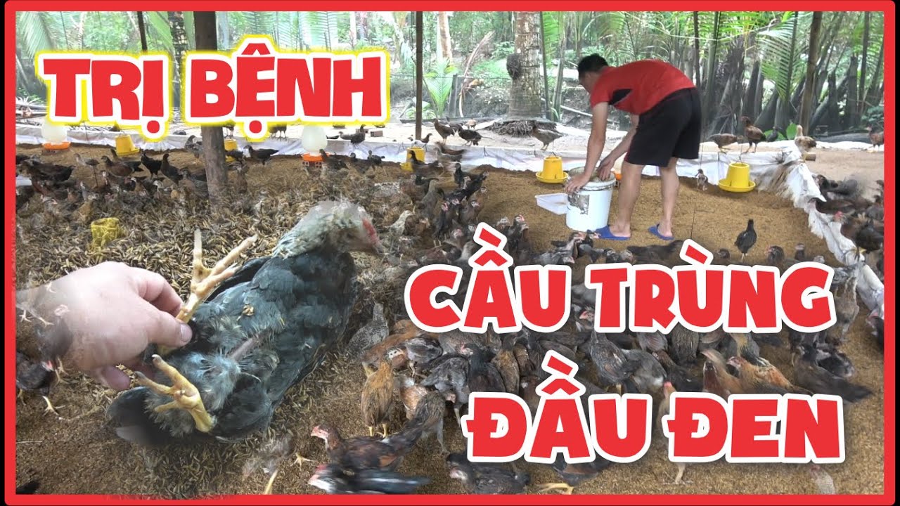 Cách trị bệnh cầu trùng và bệnh đầu đen khi nuôi gà số lượng lớn