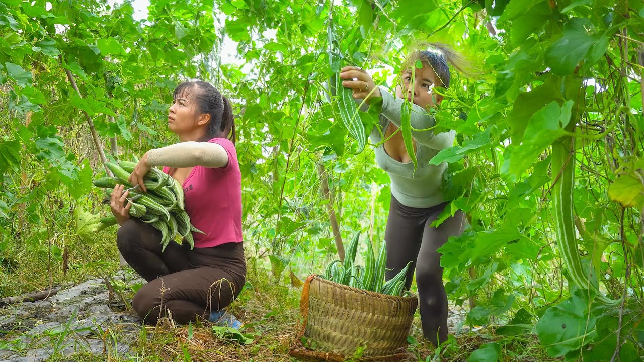 Harvesting Japanese Luffa Goes To Market Sell - Cook Pork Stuffed With Luffa | Tiểu Ca Daily Life