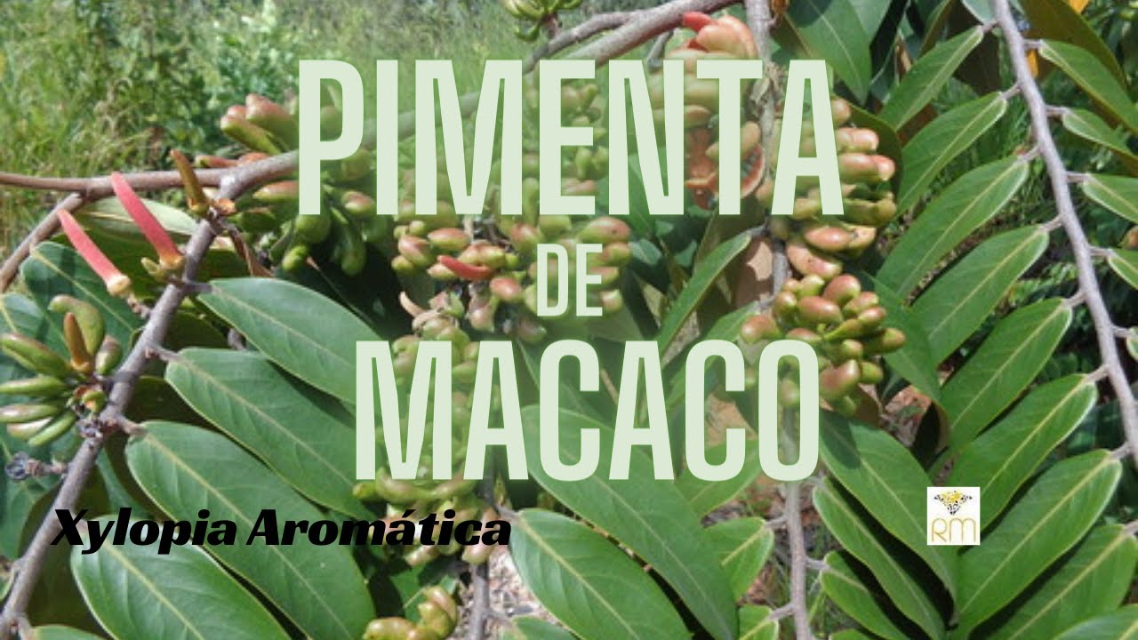 PIMENTA DE MACACO -|ANTI-INFLAMAT&Oacute;RIO |DIGESTIVO |AFRODIS&Iacute;ACO |DIUR&Eacute;TICO |FEBRE |REPELENTE |TEMPERO