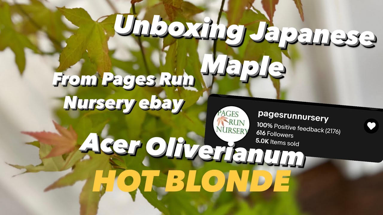 Unboxing Rare Japanese Maples from eBay - Acer Oliverianum Hot Blonde a Mr Maple Introduction