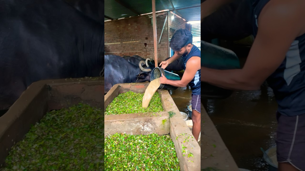 Monday feeding for buffalo,feed formula for buffalo,monday feeding,cow feeding #shortvideo #pashudha