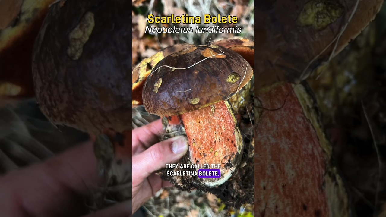 The edible Scarletina Bolete and a toxic lookalike! #wildfood #foraging