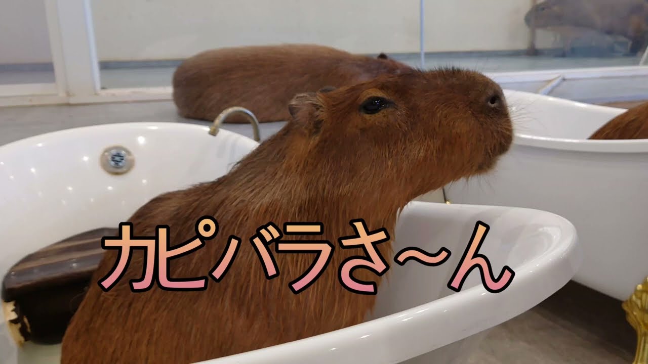 カピバラさ～ん