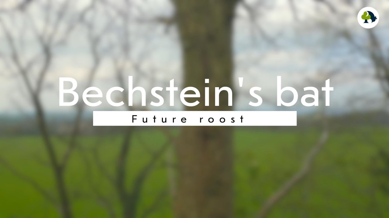 Bechstein's roost - future