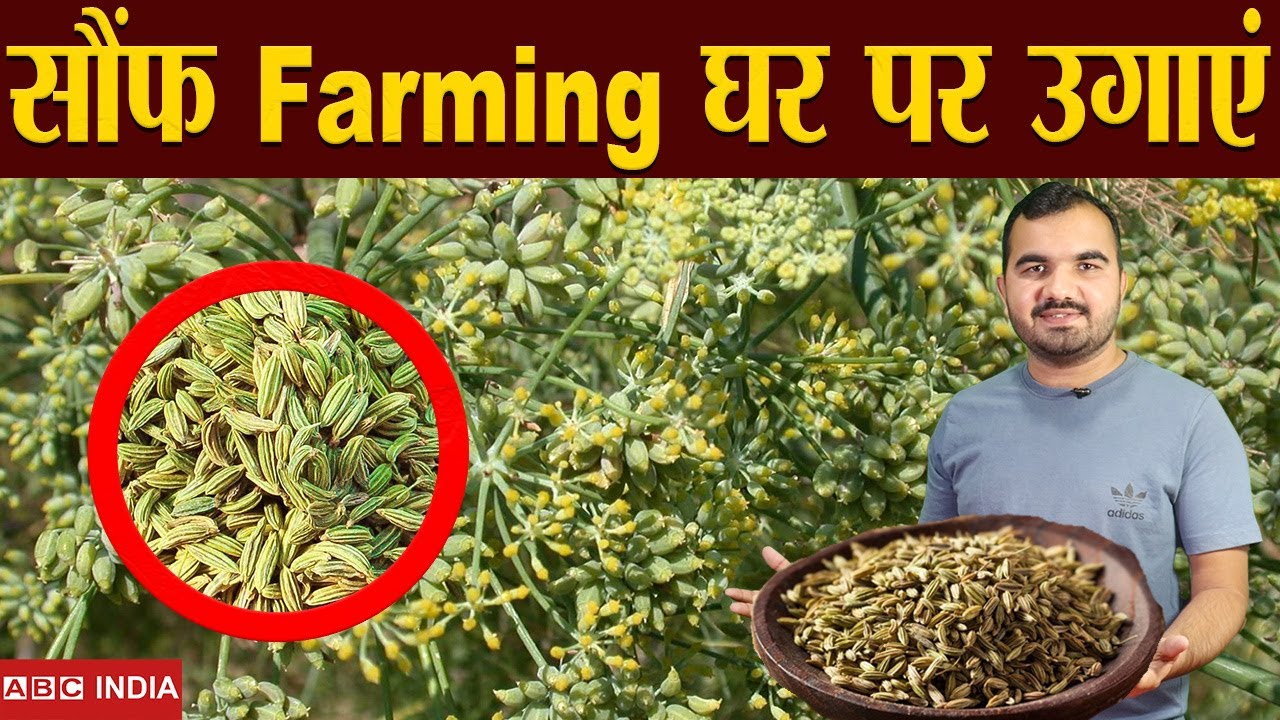 सौंफ की खेती | Fennel Farming | sonf ki kheti | Fennel Seed Farming | उगाने से बेचने तक पूरी जानकारी
