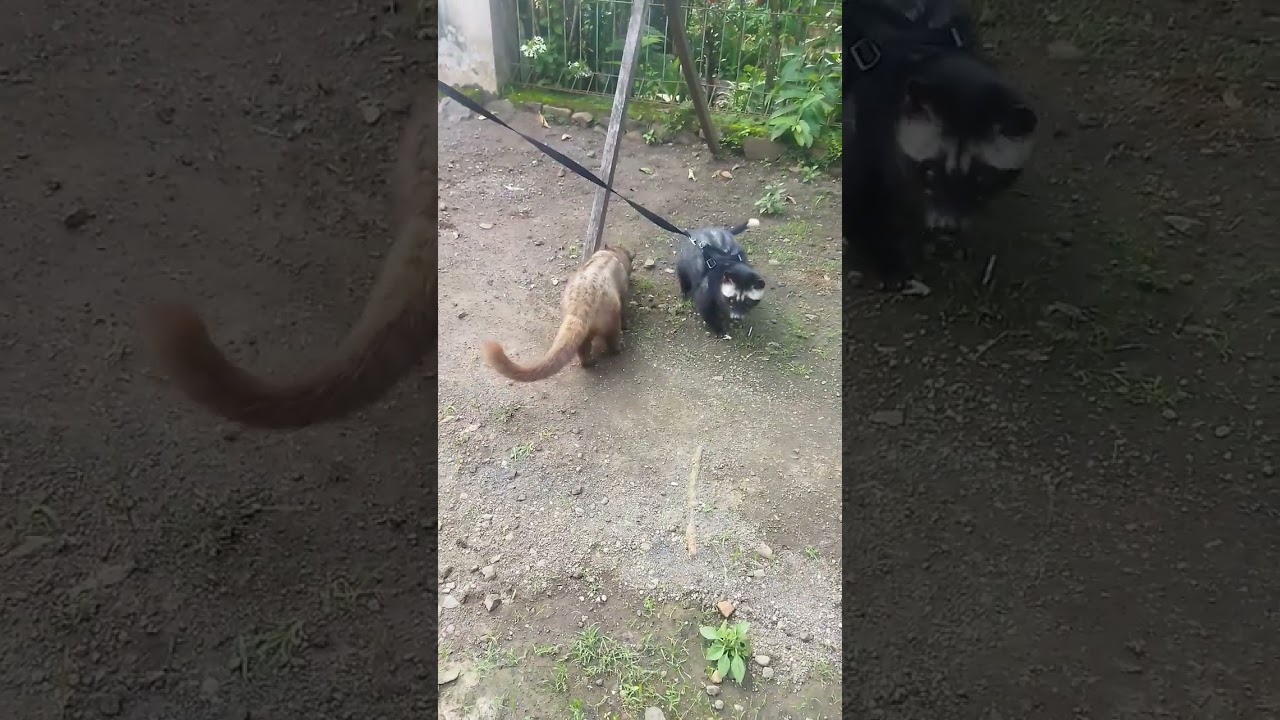 senengnya Cici musang pandan betina kenalan sama Moli musang pandan jantan 
