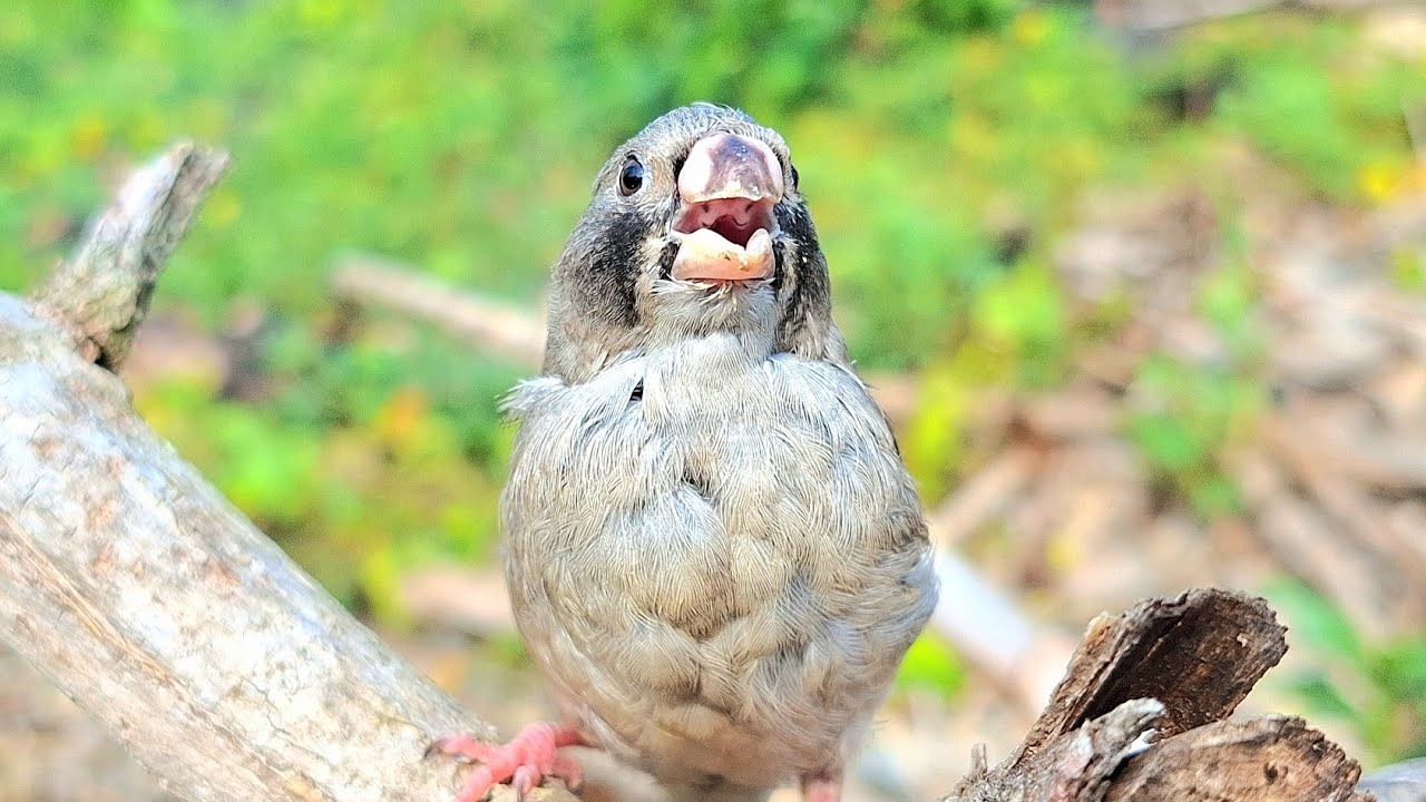 Baby zebra finch is singing very loudly and intensely. Their singing was incredibly beautiful.