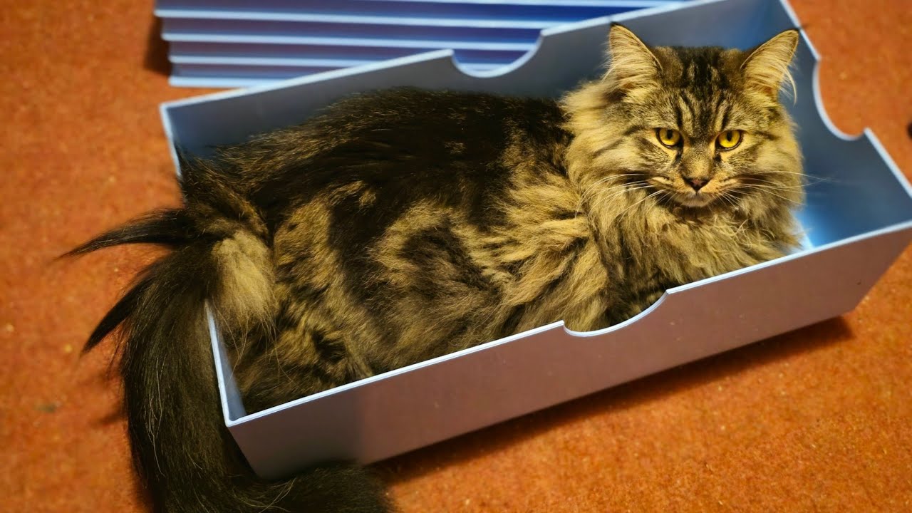 Cats playing with a giant Lego brick.