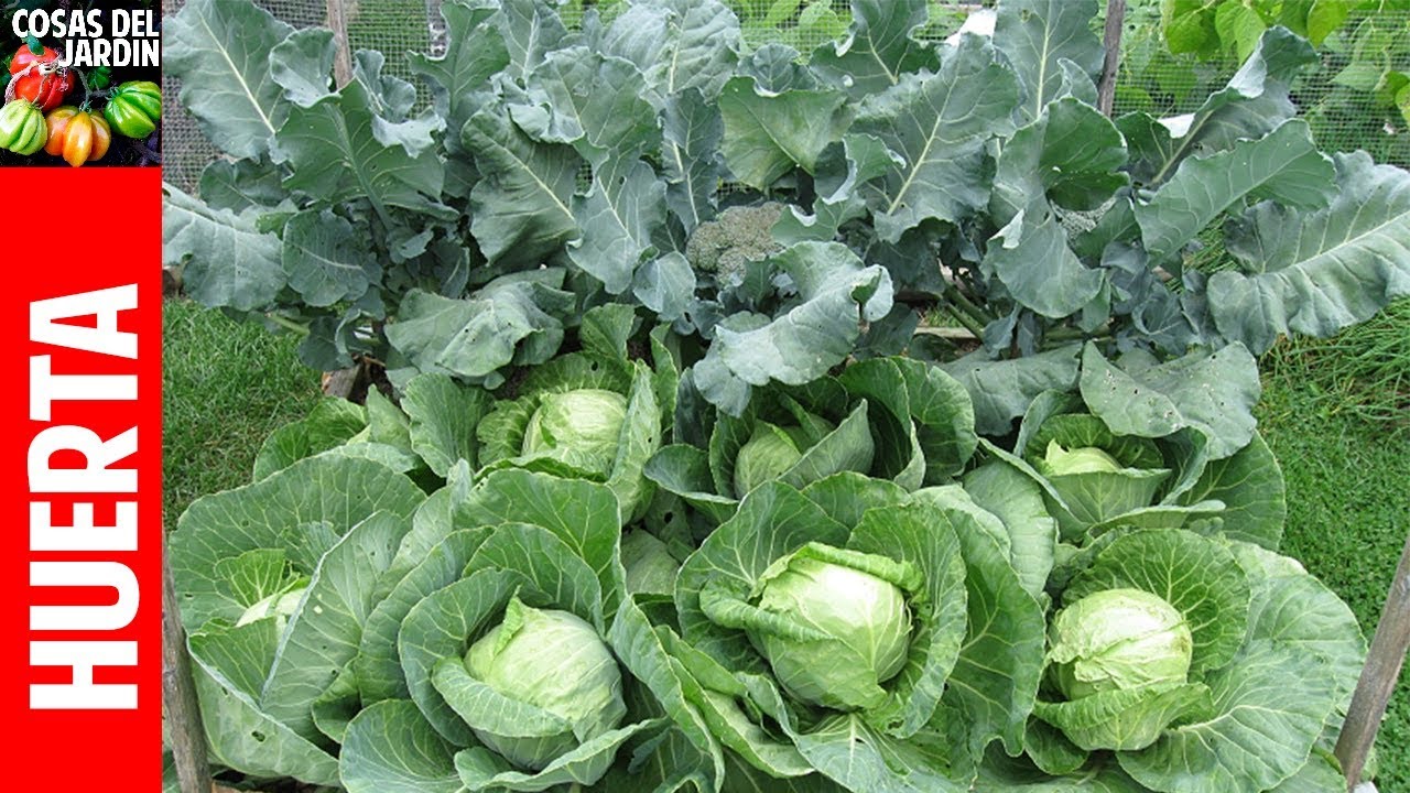 Cómo sembrar repollo y brocoli