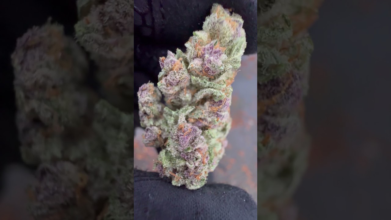 PURPLE URKLE (19% THC)