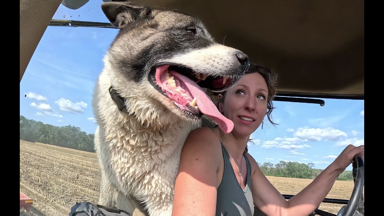 Working on fall tillage with Bessy