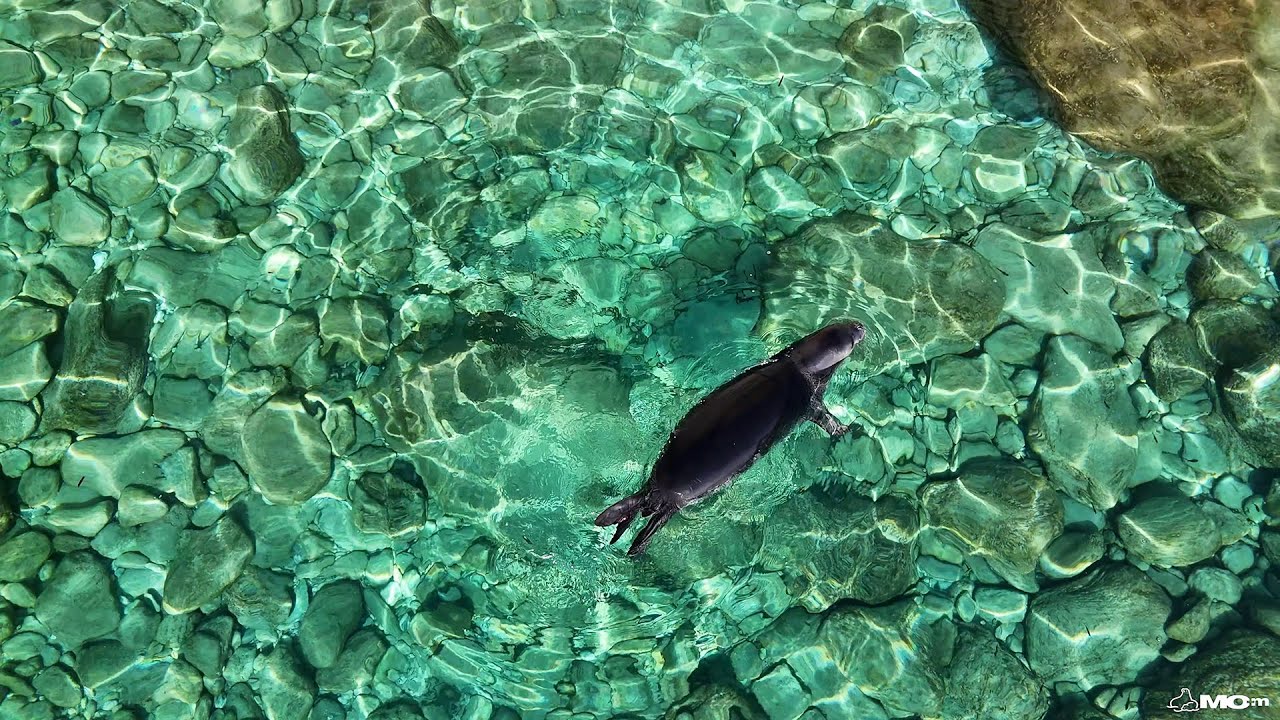 Konstantina's Release