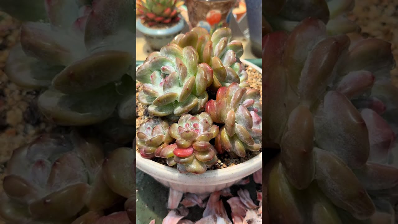 🌿 ASMR Succulent Growth | Gentle Delays, Timeless Beauty 🌿⌛