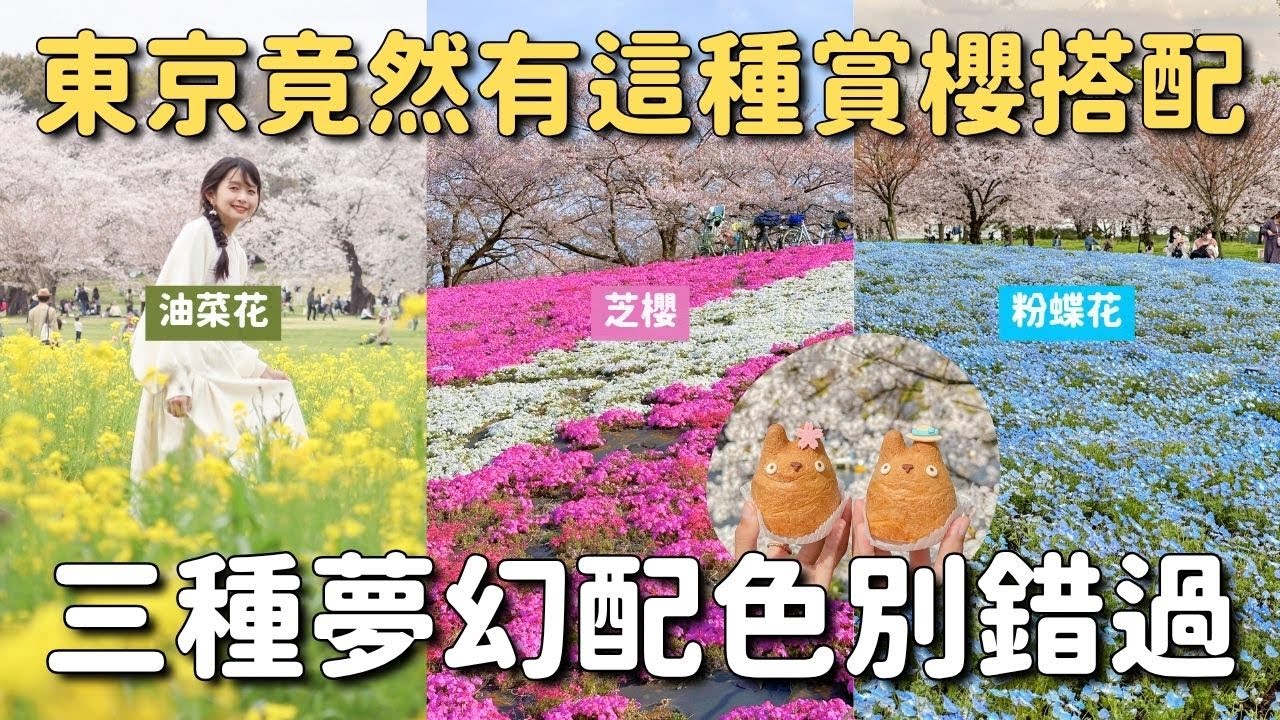東京櫻花繽紛3景點🌸最適合愛拍照的你！油菜花、芝櫻、粉蝶花與櫻花共譜春季樂章｜國營昭和紀念公園 荒川赤羽櫻堤綠地 舍人公園｜東京旅遊 4K VLOG