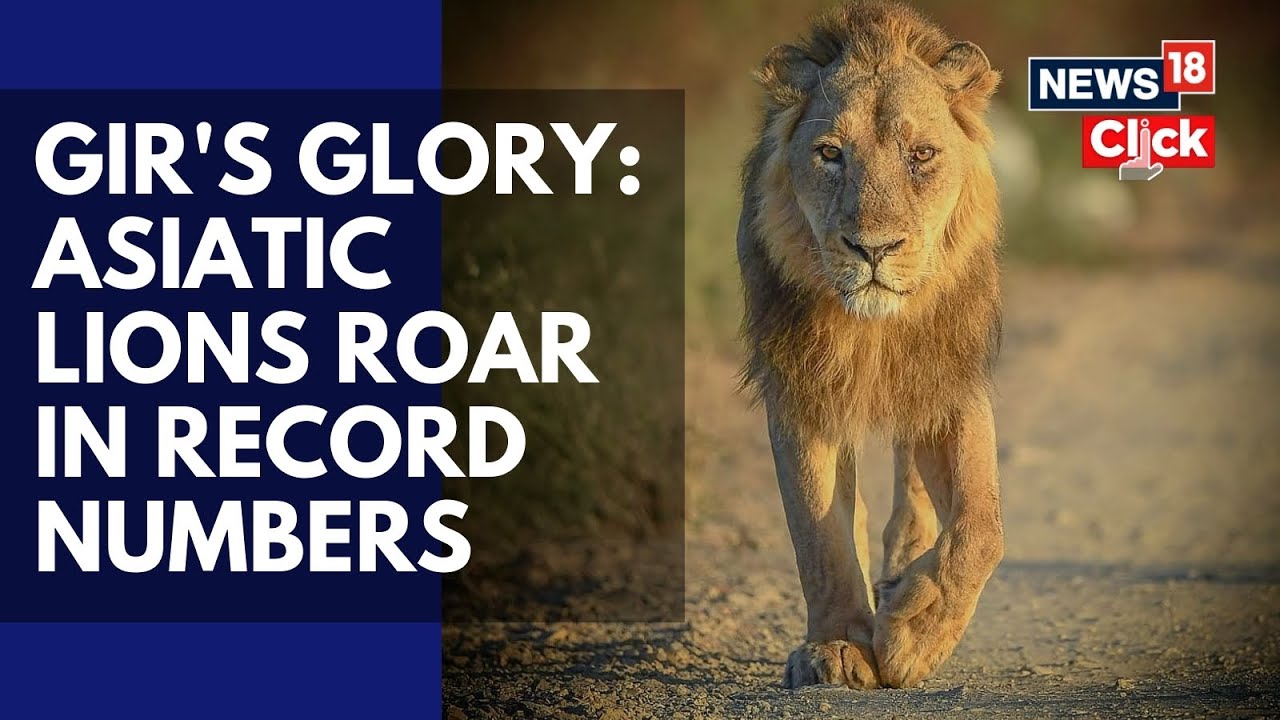 India&rsquo;s Pride Grows: Asiatic Lion Population Hits 891, Soars 70% In 10 Years | Wildlife | N18V