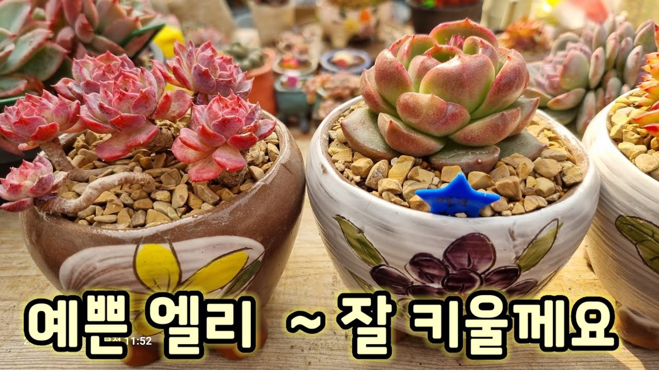 꽃나래다에서 온 소품철화 라탐💕 못 키워서 또 도전, 💕 짱짱한 신상 다육이 엘리 분갈이해요💕 #다육이 #다육식물 #succulent 