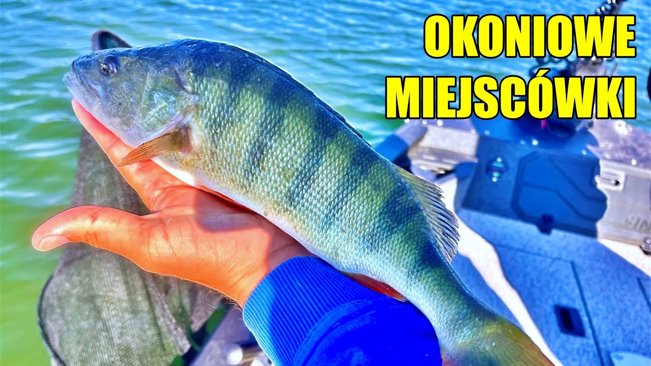 OKONIOWE MIEJSCÓWKI - GDZIE ŁOWIĆ? | OKONIE z NIEZNANEJ WODY cz.1