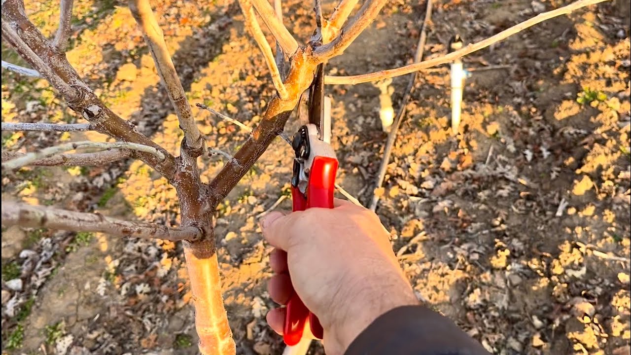 How To Prune Almonds | January 2025